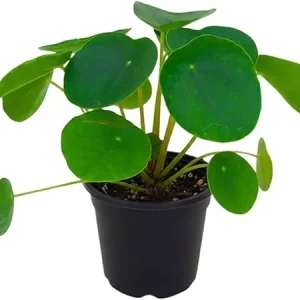 Money Plant Live, Pilea Peperomioides Plant Live, Houseplant, Money Plants for Home and Office Decoration, 2.5 Inches Pot - Image 7