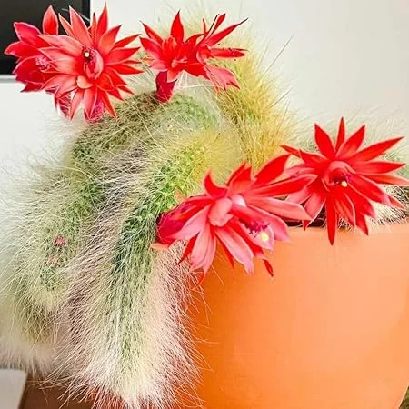 Monkey Tail Cactus Live Plant - 2" Pot, Trailing Succulent for Hanging Baskets, Red Blooms - Image 4
