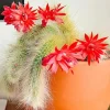 Monkey Tail Cactus Live Plant - 2" Pot, Trailing Succulent for Hanging Baskets, Red Blooms - Image 1