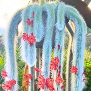 Monkey Tail Cactus Live Plant – Rare Succulent – 5-8 Inch Bareroot – Indoor/Outdoor - Image 7