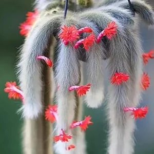 Monkey Tail Cactus Live Plant - Rare Trailing Indoor Houseplant, 3-6 Inch Tall - Image 5