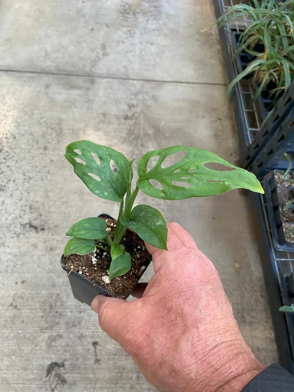 Monstera Adansonii Live Plant – Swiss Cheese Plant – Potted Houseplant – Green Foliage - Image 2