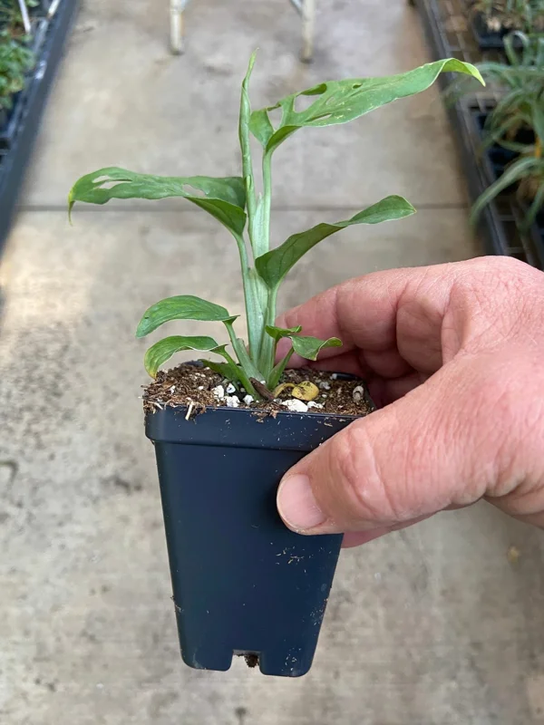 Monstera Adansonii Live Plant – Swiss Cheese Plant – Potted Houseplant – Green Foliage - Image 3