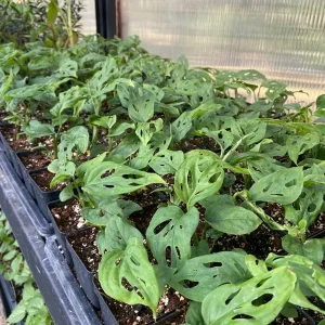 Monstera Adansonii Live Plant – Swiss Cheese Plant – Potted Houseplant – Green Foliage - Image 4