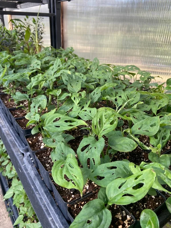 Monstera Adansonii Live Plant – Swiss Cheese Plant – Potted Houseplant – Green Foliage - Image 4