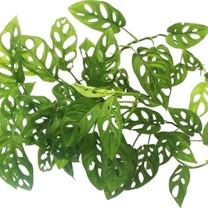 Monstera Adansonii Live Plant - Swiss Cheese Vine - 4-6 Inches Tall, 2 Pack - Image 5