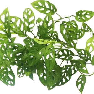 Monstera Adansonii Live Plant - Swiss Cheese Vine - 4-6 Inches Tall, 2 Pack - Image 6