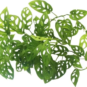 Monstera Adansonii Live Plant - Swiss Cheese Vine - 4-6 Inches Tall, 2 Pack - Image 7