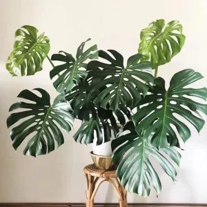 Monstera Deliciosa Live Plant – 2 Swiss Cheese Plants, 4-6 Leaves – Indoor Houseplant - Image 2