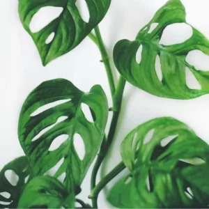 Monstera Deliciosa Live Plant – 2 Swiss Cheese Plants, 4-6 Leaves – Indoor Houseplant - Image 3