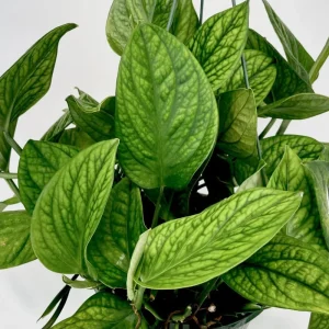 Monstera Deliciosa Live Plant – 2 Swiss Cheese Plants, 4-6 Leaves – Indoor Houseplant - Image 4