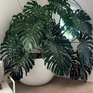 Monstera Deliciosa Live Plant – 2 Swiss Cheese Plants, 4-6 Leaves – Indoor Houseplant - Image 5