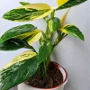 Monstera Deliciosa Live Plant – 2 Swiss Cheese Plants, 4-6 Leaves – Indoor Houseplant - Image 1