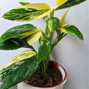 Monstera Deliciosa Live Plant – 2 Swiss Cheese Plants, 4-6 Leaves – Indoor Houseplant - Image 1