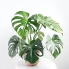 Monstera Deliciosa Live Plant – 4-6 Inches Tall – Indoor Houseplant - Image 1
