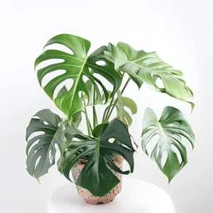 Monstera Deliciosa Live Plant – 4-6 Inches Tall – Indoor Houseplant - Image 1