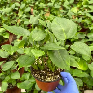 Monstera Deliciosa Live Plant – Split-Leaf Philodendron Houseplant 4