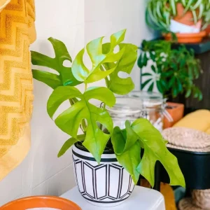 Monstera Deliciosa Live Plant, Swiss Cheese Philodendron, 2-Pack, 4-5 Leaves, Indoor - Image 2