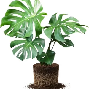 Monstera Deliciosa Live Plant – Swiss Cheese Philodendron – 4 Inch Pot – Indoor Houseplant - Image 3