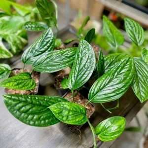 Monstera Deliciosa Live Plant, Swiss Cheese Philodendron, 2-Pack, 4-5 Leaves, Indoor - Image 4