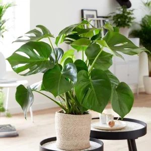 Monstera Deliciosa Live Plant, Swiss Cheese Philodendron, 2-Pack, 4-5 Leaves, Indoor - Image 5