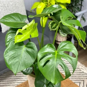 Monstera Deliciosa Live Plant, Swiss Cheese Philodendron, 2-Pack, 4-5 Leaves, Indoor - Image 6