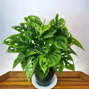 Monstera Deliciosa Live Plant, Swiss Cheese Philodendron, 2-Pack, 4-5 Leaves, Indoor - Image 1