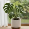 Monstera Deliciosa Live Plant - Swiss Cheese Plant, Split Leaf Indoor Houseplant, 4 Inch Pot - Image 1