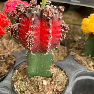 Moon Cactus Live Plant Red Pink Yellow Grafted Cacti 4 inch Pot - Image 2