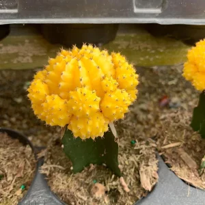 Moon Cactus Live Plant Red Pink Yellow Grafted Cacti 4 inch Pot - Image 3