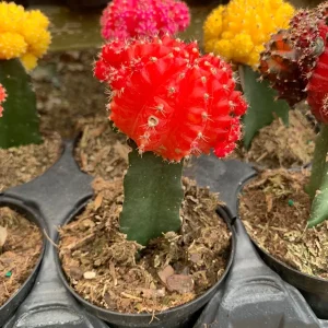 Moon Cactus Live Plant Red Pink Yellow Grafted Cacti 4 inch Pot - Image 4