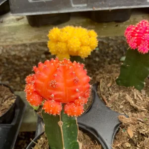 Moon Cactus Live Plant Red Pink Yellow Grafted Cacti 4 inch Pot - Image 5