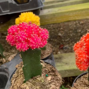 Moon Cactus Live Plant Red Pink Yellow Grafted Cacti 4 inch Pot - Image 6