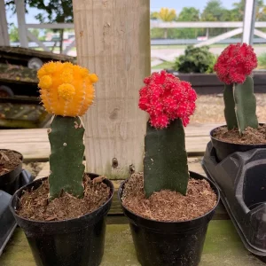 Moon Cactus Live Plant Red Pink Yellow Grafted Cacti 4 inch Pot - Image 7