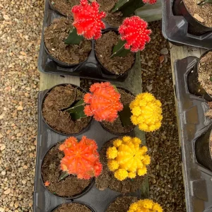 Moon Cactus Live Plant Red Pink Yellow Grafted Cacti 4 inch Pot - Image 8