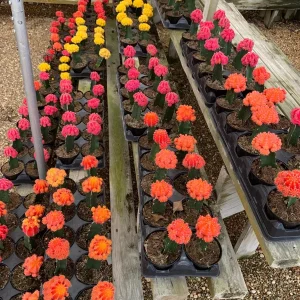 Moon Cactus Live Plant Red Pink Yellow Grafted Cacti 4 inch Pot - Image 9