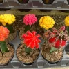 Moon Cactus Live Plant Red Pink Yellow Grafted Cacti 4 inch Pot - Image 1