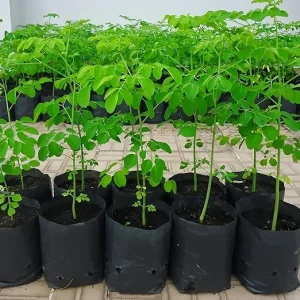 Moringa Live Plant – 4 Trees for Planting – 6-10 Inches Tall – Well Rooted - Image 5