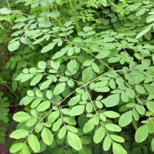 Moringa Oleifera Live Plant – 2 ft Tall – 1 Gallon Pot – Organic - Image 2