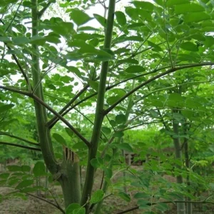 Moringa Oleifera Live Plant – 2 ft Tall – 1 Gallon Pot – Organic - Image 3