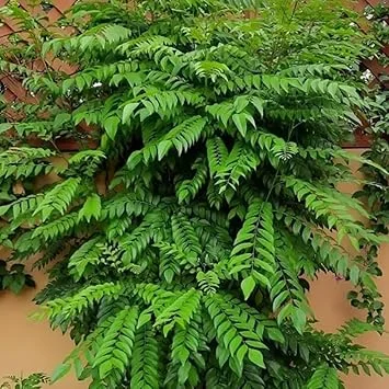 Moringa Oleifera Live Plant 4" Potted - Fast-Growing Tree for Outdoor Gardens - Image 2