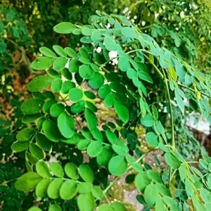 Moringa Oleifera Live Plant – Drumstick Tree – 6-8 inch Tall – Potted - Image 5