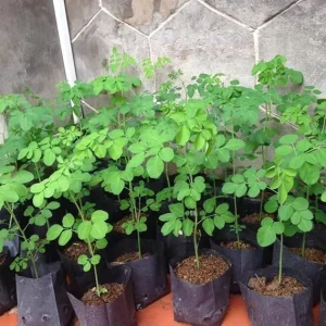 Moringa Oleifera Tree Live Plant – Malunggay Plant in Pot – Well-Rooted Drumstick Tree – 9 Months Old – Outdoor Grown - Image 2