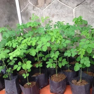 Moringa Oleifera Tree Live Plant – Malunggay Plant in Pot – Well-Rooted Drumstick Tree – 9 Months Old – Outdoor Grown - Image 7