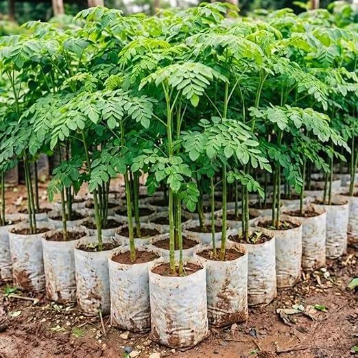 Moringa Tree Live Plant 4" Pot – 6-10'' Tall Oleifera Drumstick – Outdoor Full Sun - Image 3