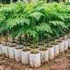 Moringa Tree Live Plant 4" Pot – 6-10'' Tall Oleifera Drumstick – Outdoor Full Sun - Image 1