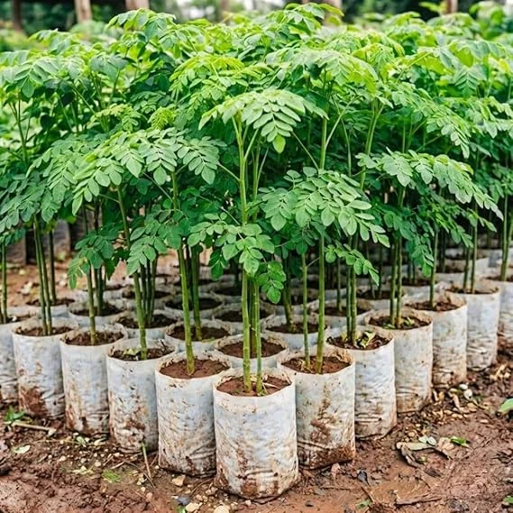 Moringa Tree Live Plant 4" Pot – 6-10'' Tall Oleifera Drumstick – Outdoor Full Sun - Image 5