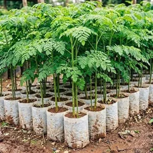 Moringa Tree Live Plant 4