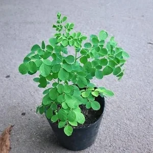 Moringa Tree Live Plant – 6-10 Inch Tall – 2 Plants in 4 Inch Pot – Outdoor - Image 2