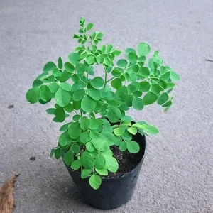 Moringa Tree Live Plant – 6-10 Inch Tall – 2 Plants in 4 Inch Pot – Outdoor - Image 4